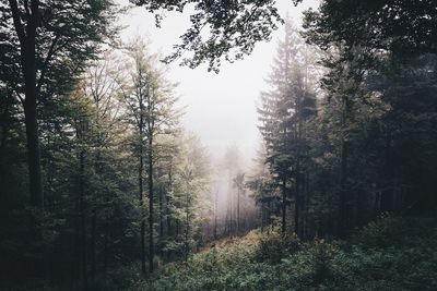 Trees and plants growing in woods