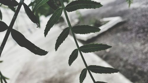 Low angle view of plant against sky