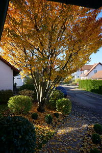 Road passing through forest