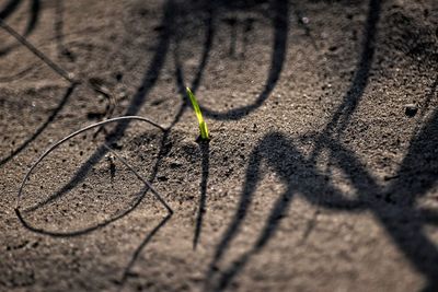 Shadow of plant on sand