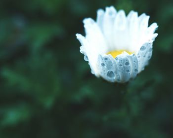 Close-up of wet white flowering plant