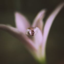 Close-up of flowers against blurred background