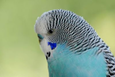 Close-up of parrot