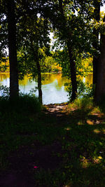 Reflection of trees in water