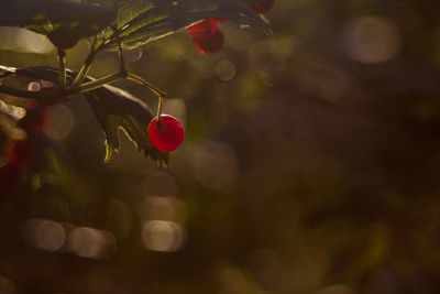 Close-up of red flower