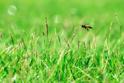 Wasp flying over blades of grass