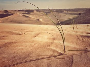 Close-up of sand dune on beach against sky