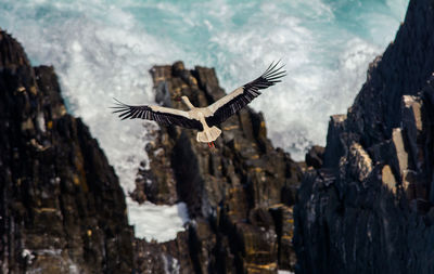 Low angle view of stork flying over rocks