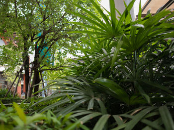 Close-up of palm trees