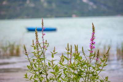 View of flowering plant against lake