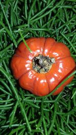 High angle view of pumpkin on grass