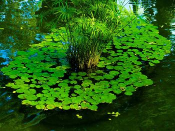 Plants growing in water