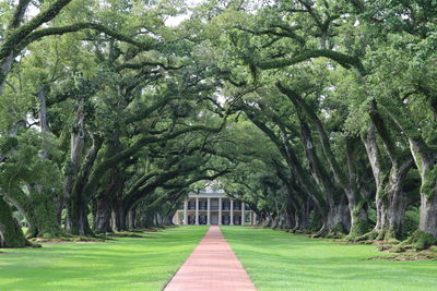 Trees in park