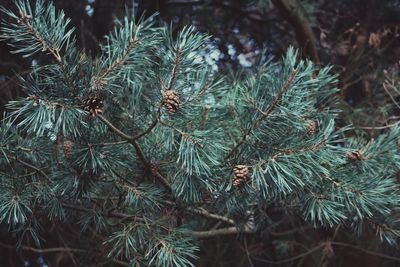 Close-up of pine tree during winter