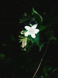 Close-up of flowers blooming outdoors