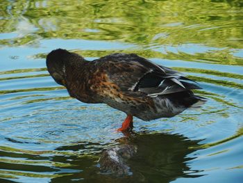 Close-up of duck swimming in lake