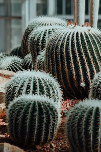 Close-up of cactus