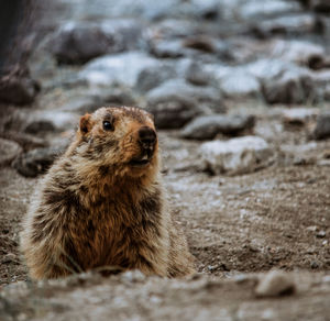 Close-up of an animal