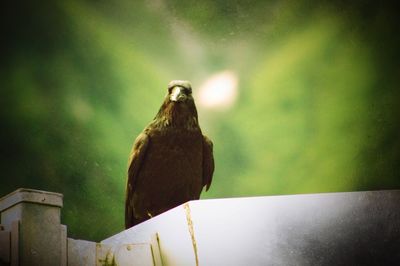 Close-up of bird perching on leaf