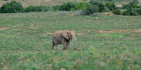 Elephant baby in the wild and savannah landscape of south africa
