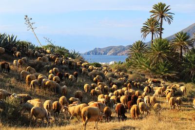 Flock of sheep on landscape against sky