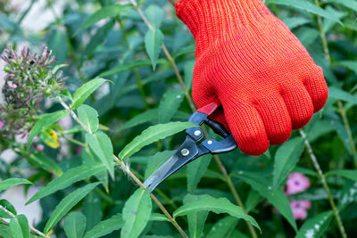 Gardener in red gloves makes pruning with pruning shears faded phlox flowers