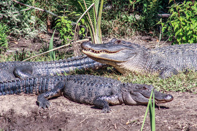 Close-up of crocodile