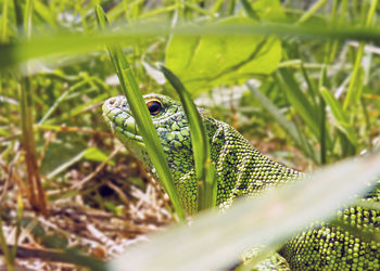 Close-up of lizard on land