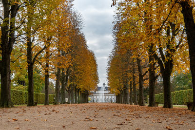 Trees by plants during autumn