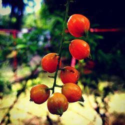 Close-up of cherries on tree