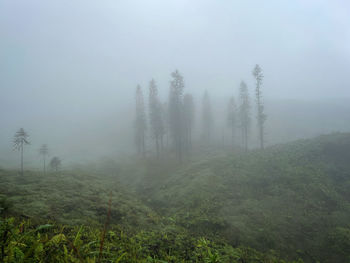 Scenic view of forest against sky