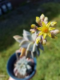 High angle view of flowering plant on field