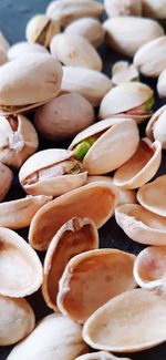 High angle view of shells on table