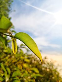 Close-up of yellow leaves against sky