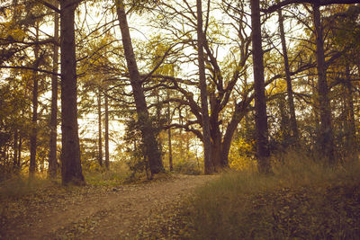 Trees growing in forest during autumn