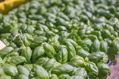 Close-up of vegetables