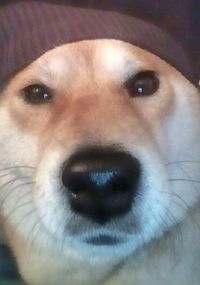 Close-up portrait of a dog