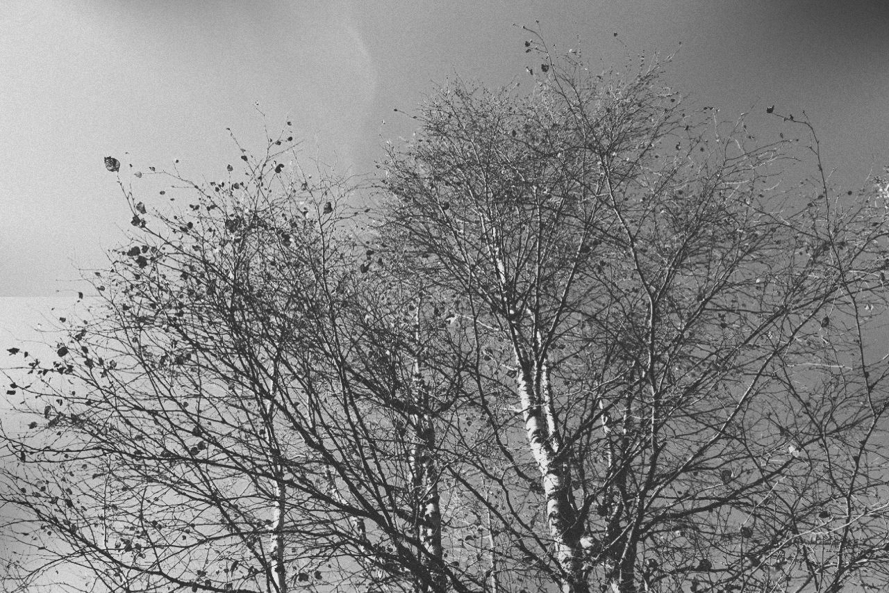 bare tree, tree, branch, low angle view, weather, sky, nature, bird, tranquility, silhouette, beauty in nature, winter, season, outdoors, no people, day, cold temperature, growth, dusk, scenics