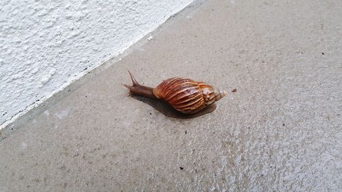 Close-up of snail