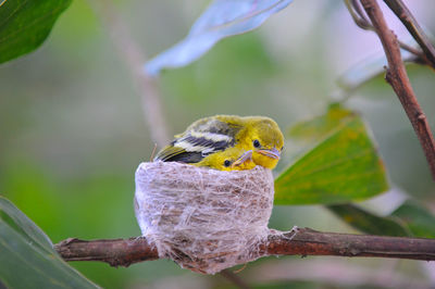 Close-up of bird perching on branch