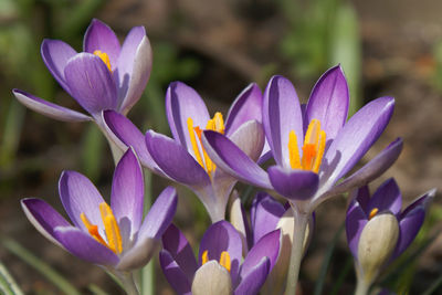 Close-up of purple crocus flowers