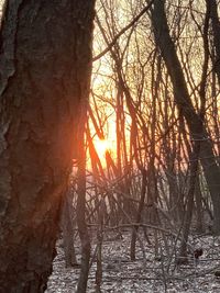 Silhouette trees by plants in forest during sunset