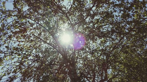 Low angle view of trees against sky