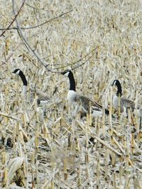 Birds in grass