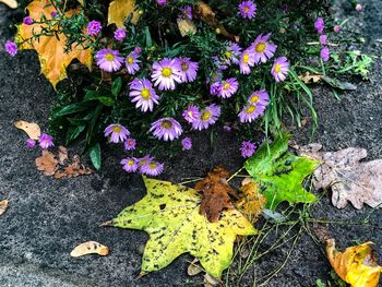 High angle view of maple leaves on field