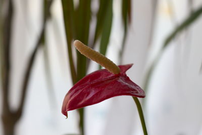 Close-up of red flowering plant