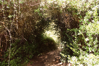 Footpath in forest