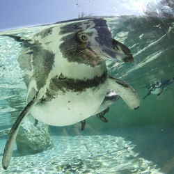 Close-up of fish swimming in sea