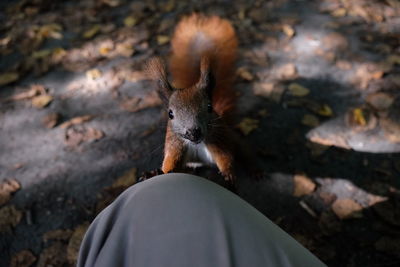 Cropped image of person by squirrel