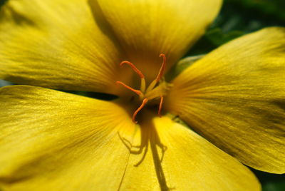 Close-up of yellow day lily blooming outdoors